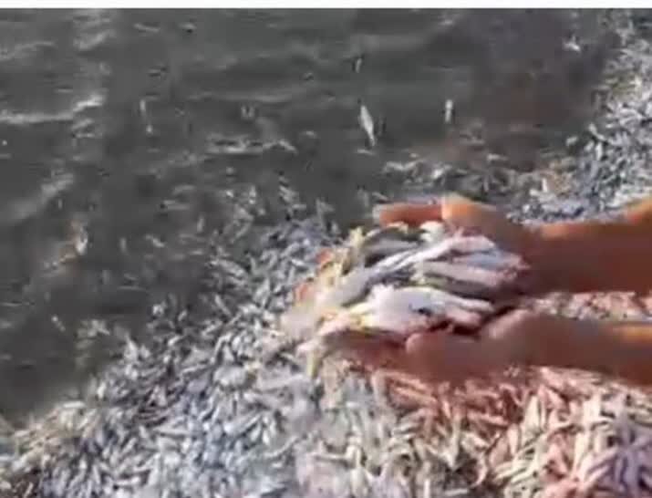 تلف شدن تعداد زیادی ماهی در ساحل گناوه/ علت در دست بررسی است