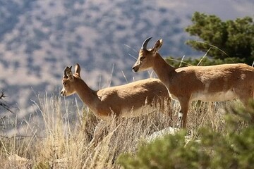 VIDEO: Beautiful scenes of wildlife in Amlash