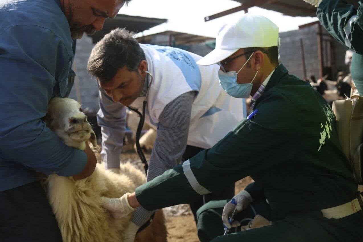 خدمات رایگان دامپزشکان در مناطق محروم استان بوشهر تداوم دارد