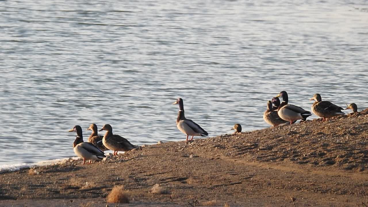 محمودآباد ویترین پرندگان مهاجر است/ پساب و پسماند چاش اصلی