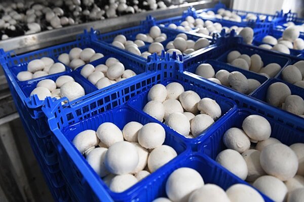 قیمت قارچ در میادین و بازارهای میوه و تره بار اعلام شد قیمت قارچ در میادین و بازارهای میوه و تره بار اعلام شد