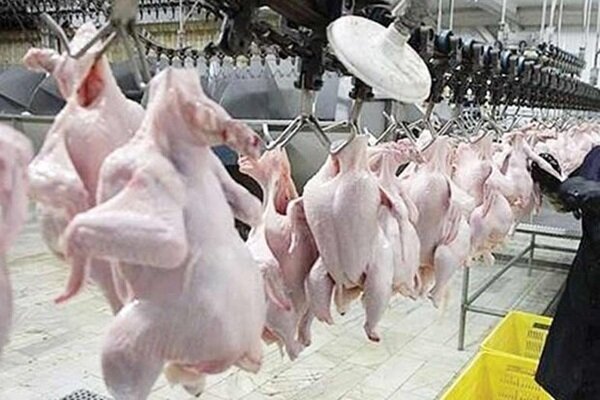 امسال ۲۰۰ هزار تن گوشت مرغ صادر می کنیم