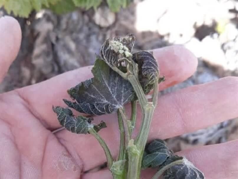 تداوم سرما در استان بوشهر و احتمال ورود خسارت به محصولات کشاورزی