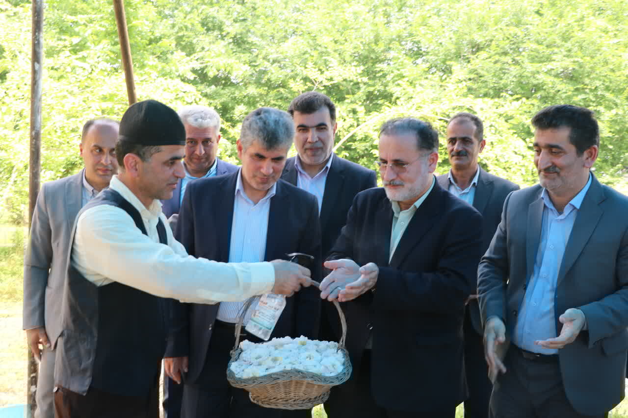 پیش بینی برداشت بیش از ۶۰ تُن گل محمدی در شفت