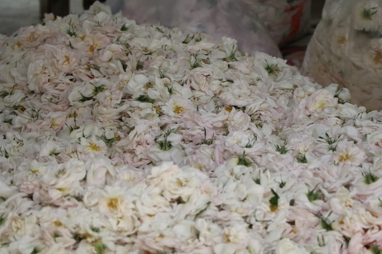 پیش بینی برداشت بیش از ۶۰ تُن گل محمدی در شفت