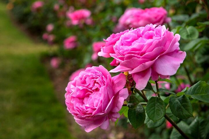 افت شدید قیمت گل محمدی اشک باغداران استان فارس را درآورد