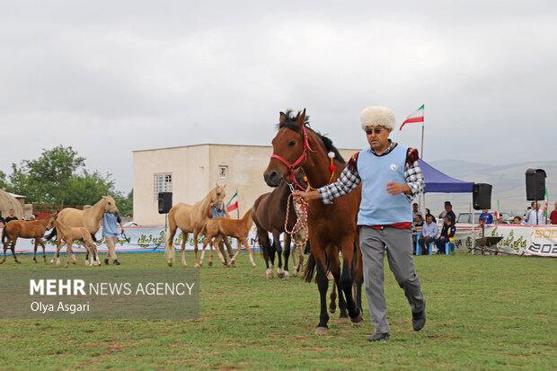 جشنواره ملی زیبایی اسب اصیل ترکمن - صوفیان کلاله