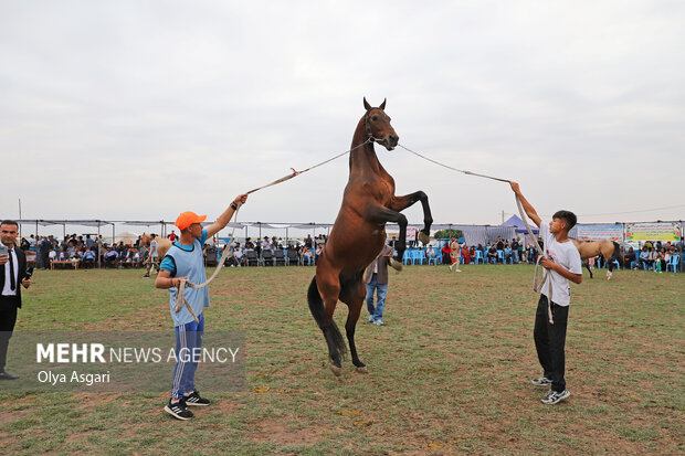 جشنواره ملی زیبایی اسب اصیل ترکمن - صوفیان کلاله