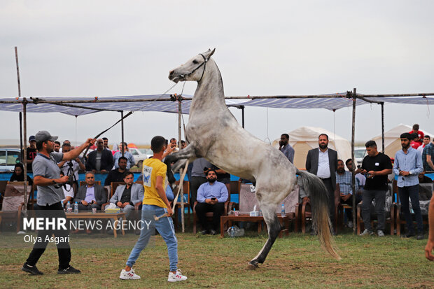 هججشنواره ملی زیبایی اسب اصیل ترکمن - صوفیان کلاله