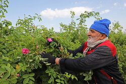 برداشت گل محمدی از مزارع گلستان