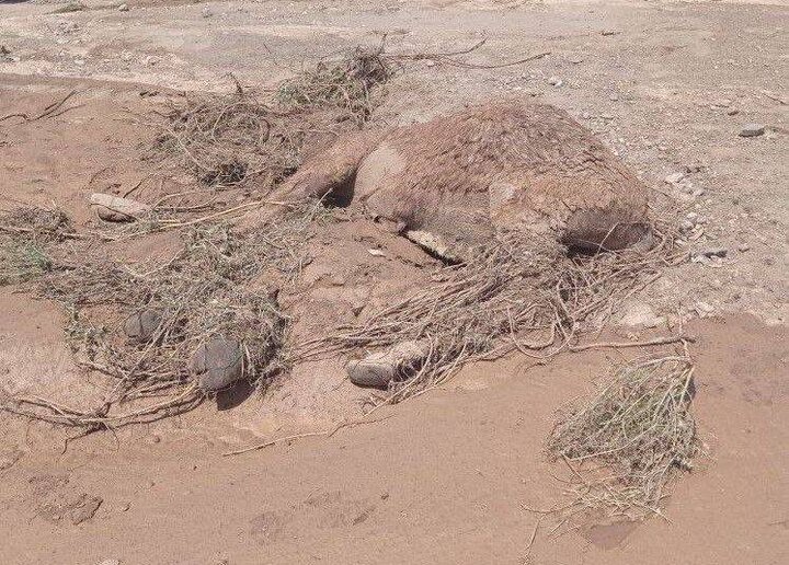 دهها رأس بره آهو بر اثر سیل و تگرگ در «میاندشت» تلف شدند دهها رأس بره آهو بر اثر سیل و تگرگ در «میاندشت» تلف شدند