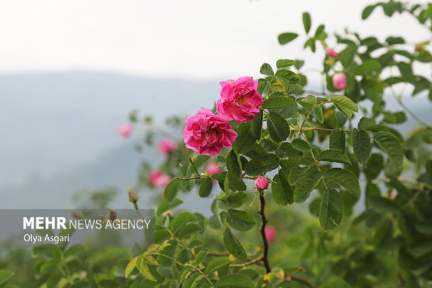 برداشت گل محمدی از مزارع گلستان