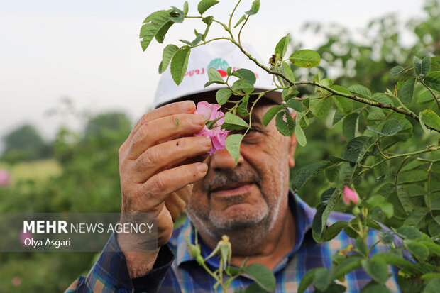 برداشت گل محمدی از مزارع گلستان