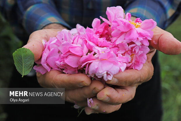 برداشت گل محمدی از مزارع گلستان