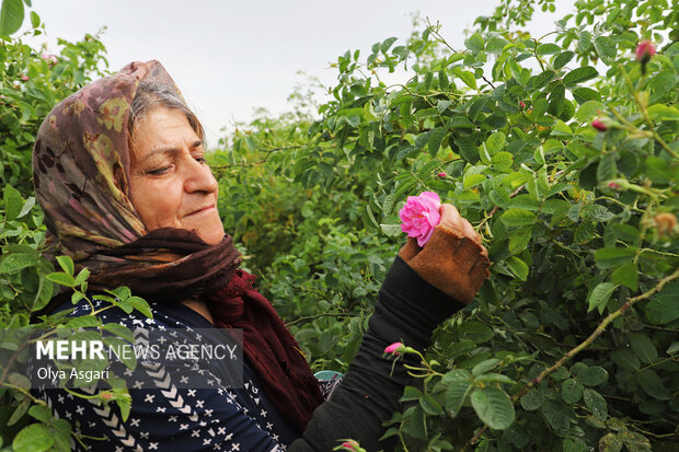 برداشت گل محمدی از مزارع گلستان