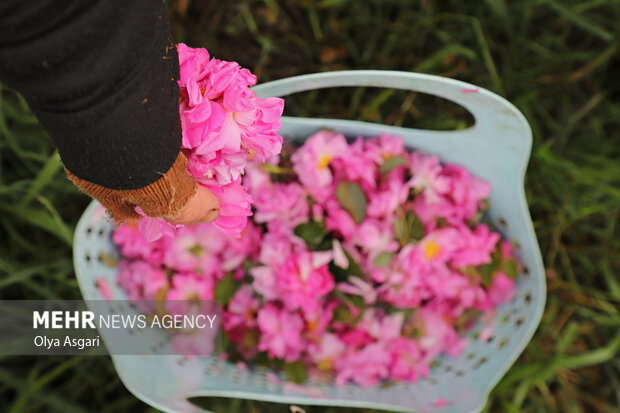 برداشت گل محمدی از مزارع گلستان