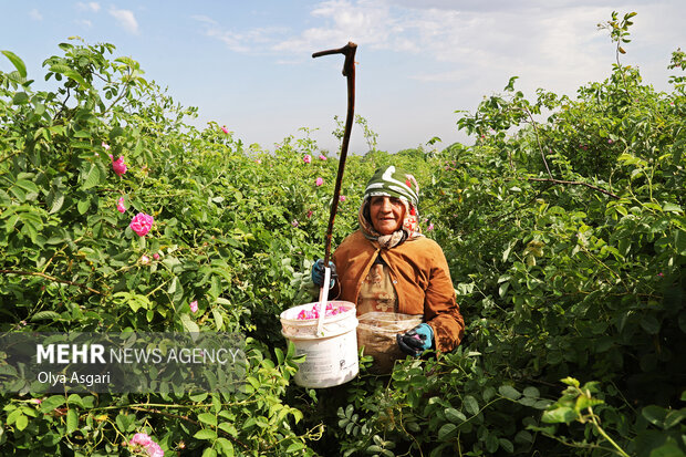 برداشت گل محمدی از مزارع گلستان