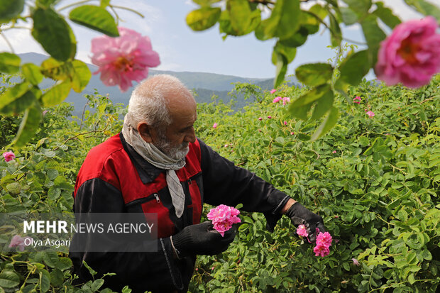 برداشت گل محمدی از مزارع گلستان