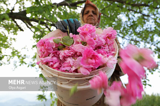 برداشت گل محمدی از مزارع گلستان