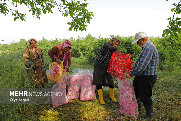 برداشت گل محمدی از مزارع گلستان