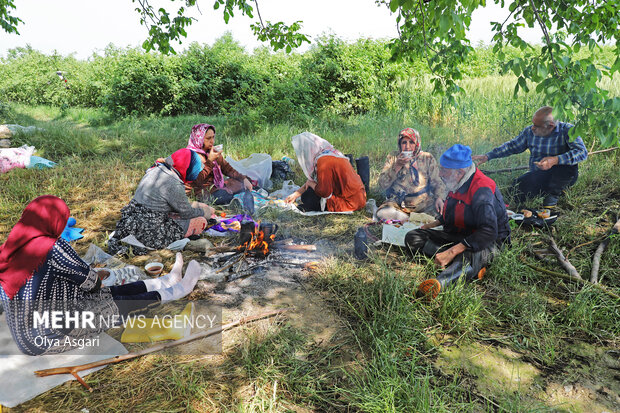 برداشت گل محمدی از مزارع گلستان