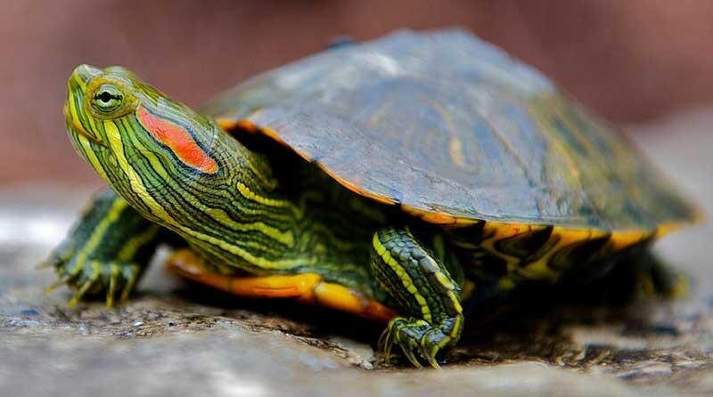 جمع آوری گونه های مهاجم لاک‌پشت گوش قرمز و حلزون آچاتینا در مرکزی