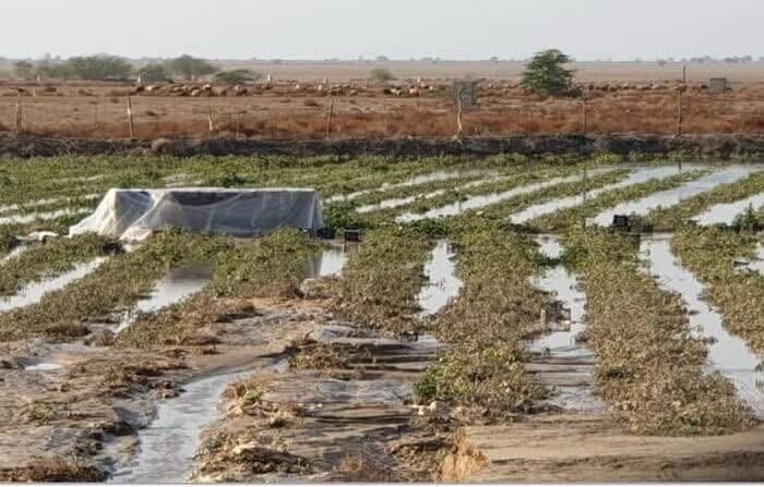 سیل به بخش کشاورزی نیشابور ۸۸۸ میلیارد تومان خسارت وارد کرده است