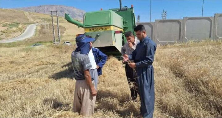 آغاز برداشت گندم و جو از مزارع شهرستان ثلاث باباجانی