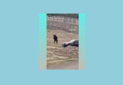 دستگیری راننده ضارب در شهریار+ فیلم
