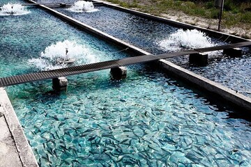 مزیت نانوحباب در صنعت شیلات/ افزایش نرخ بقای ماهی و میگو تا تخریب آلاینده‌ها