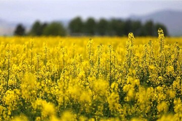 ۱۷ هزار تن کلزا از کشاورزان مازندران خریداری شد