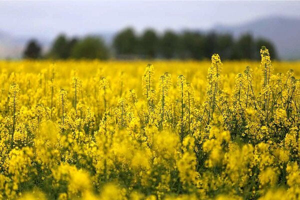 پول برای واردات دانه روغنی هست اما برای 10 درصد تولید داخل خیر