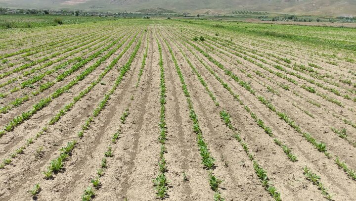 ۳۷۰ هکتار از اراضی استان بوشهر زیر کشت چغندر قند پاییزه رفت ۳۷۰ هکتار از اراضی استان بوشهر زیر کشت چغندر قند پاییزه رفت
