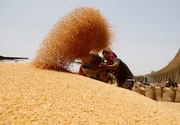 پیش بینی خرید ۱ میلیون تن گندم در گلستان