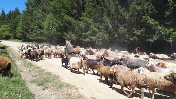 آیین سنتی قرق شکنی در مراتع غرب مازندران برگزار شد