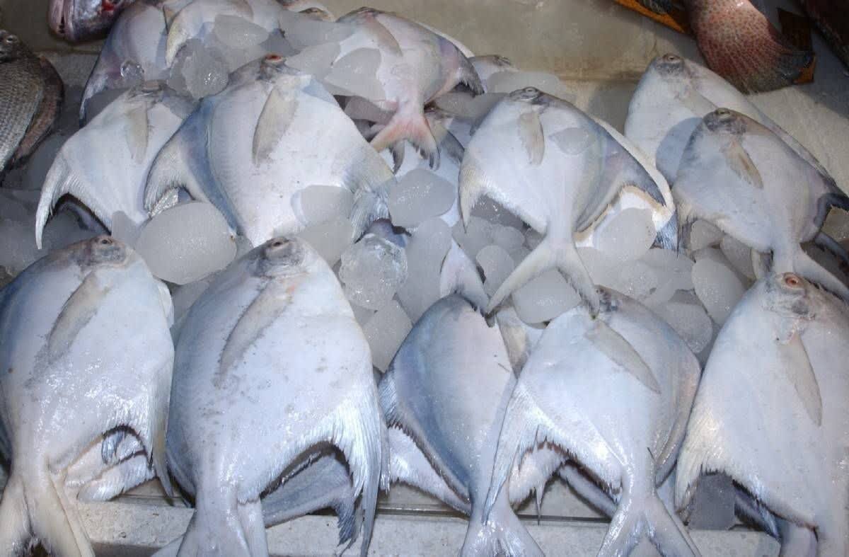 صید ماهی حلوا سفید در آب‌های استان بوشهر ممنوع می‌شود