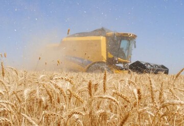 خرید بیش از ۳۵ هزار تن گندم مازاد بر نیاز کشاورزان در لرستان