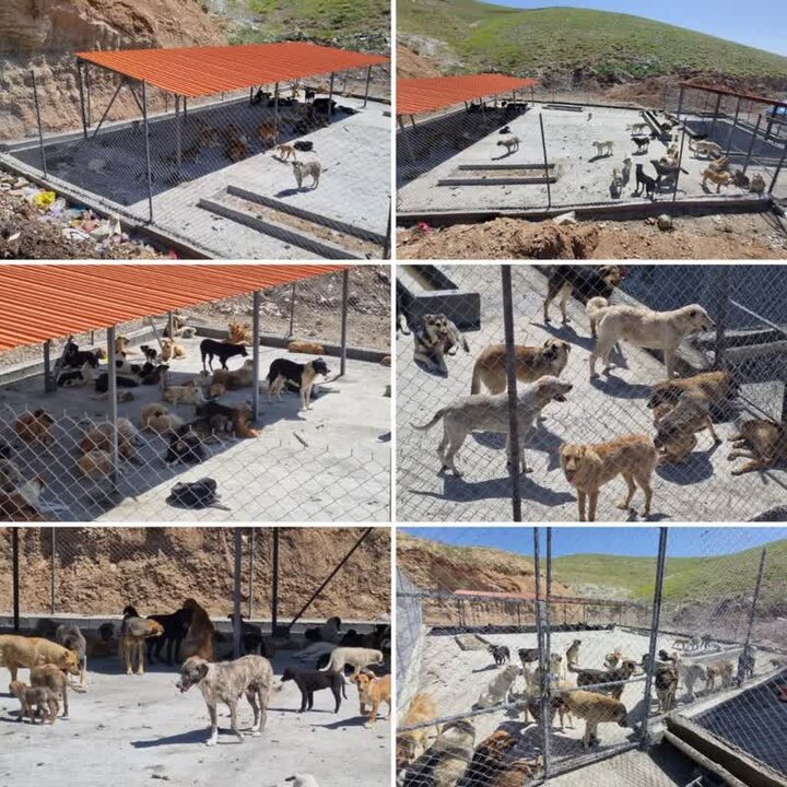 ۳۰۰ سگ گزیدگی در ۳ ماه و تشدید اجرای طرح زندهگیری در دماوند