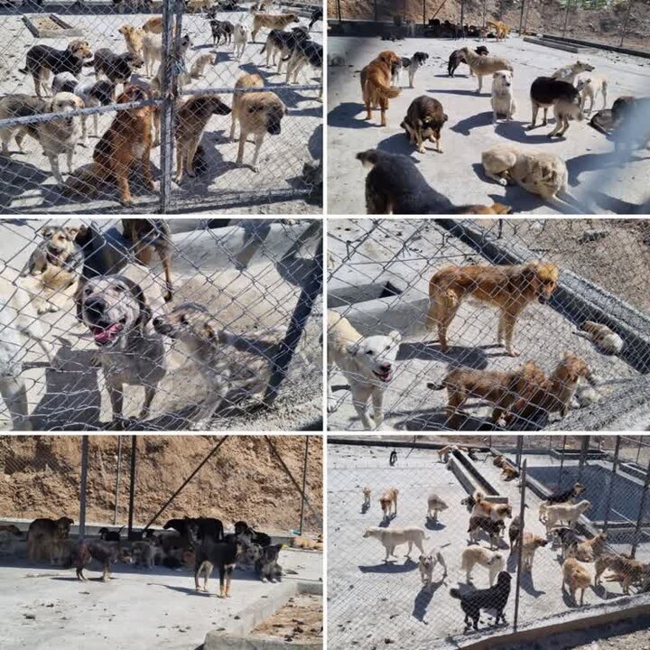 ۳۰۰ سگ گزیدگی در ۳ ماه و تشدید اجرای طرح زندهگیری در دماوند