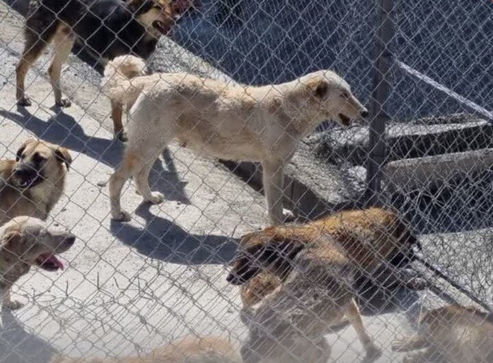 ۳۰۰ سگ گزیدگی در ۳ ماه و تشدید اجرای طرح زندهگیری در دماوند