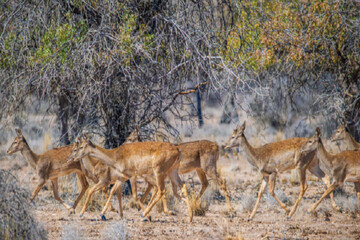 Iran reports major increase in its wildlife population