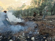 یک هکتار از جنگل های«شلم»ایلام در آتش سوخت