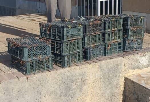 محموله قاچاق یک توله خرس سیاه و ۴۷۴قطعه مرغ مینا در بختگان کشف شد