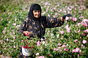صوبہ ہمدان میں گل محمدی جمع کرنے کی فصل کا آغاز