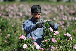 بیش از ۲۰۰ هزار گل محمدی در منطقه جنوب آزادشهر کشت شد