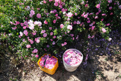 Harvesting Damask roses in Hamedan fields