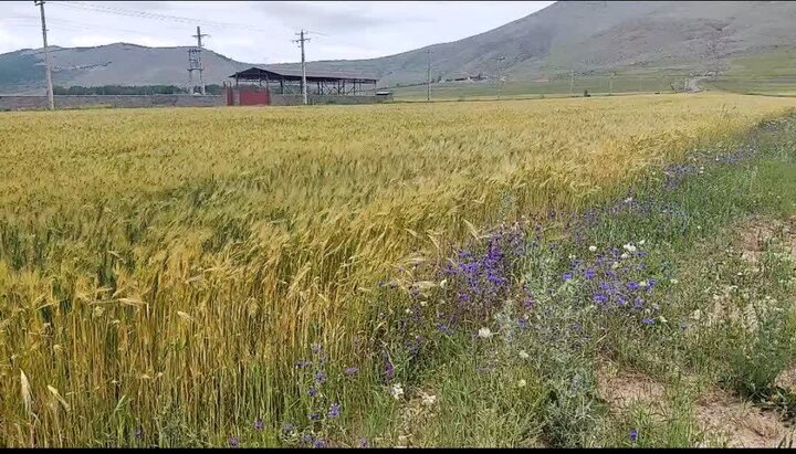 گردشگری مزرعه در کجور