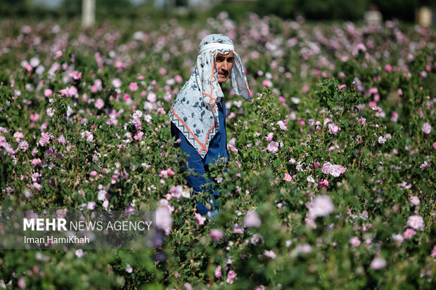 برداشت گل محمدی در مزارع همدان