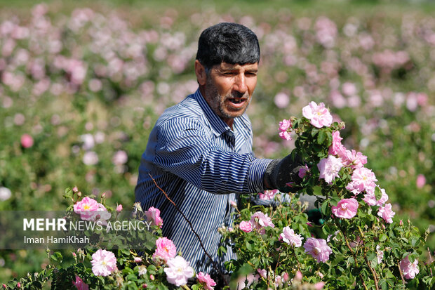 برداشت گل محمدی در مزارع همدان