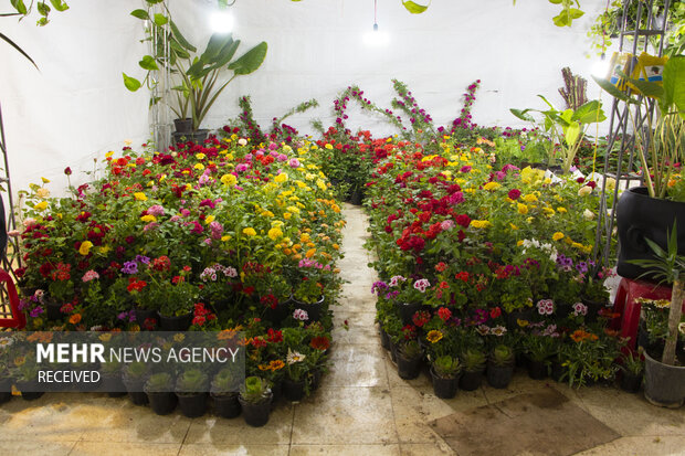 برپایی نمایشگاه گل و گیاه در سنندج